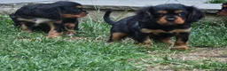 Cavalier King Charles Spaniel dogs for sale: Adorable litter of cavalier puppies - Advert 2