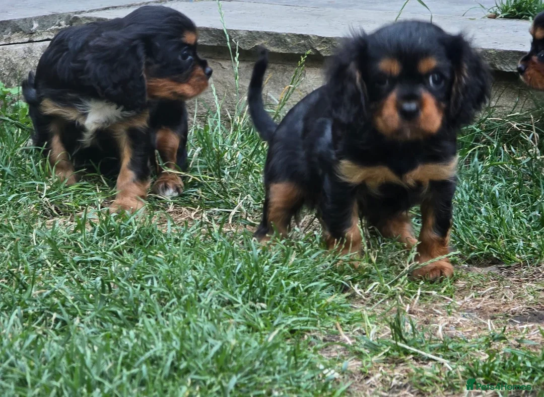 Cavalier King Charles Spaniel dogs for sale: Adorable litter of cavalier puppies - Advert 2