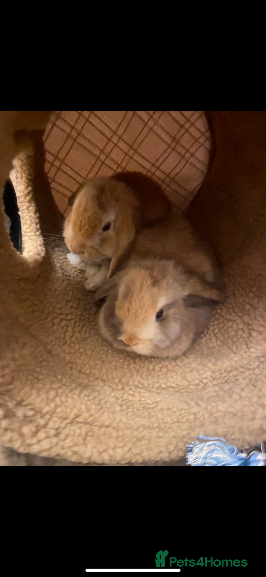 Mini Lop rabbits for sale: 2 harli mini lops males 10 weeks - Advert 3