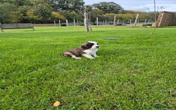 Mixed Breed dogs for sale: St Bernard Cross Puppies - Image 1