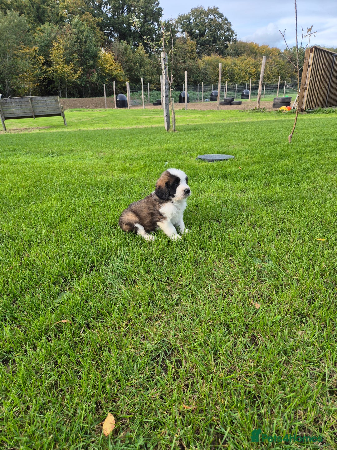 Mixed Breed dogs for sale: St Bernard Cross Puppies - Image 1