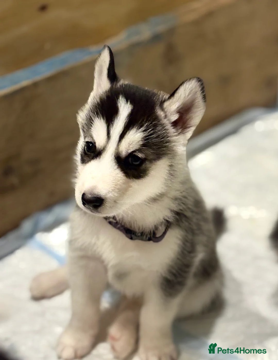 Siberian Husky dogs for sale: Siberian Huskies 2 male 4 female  - Advert 4