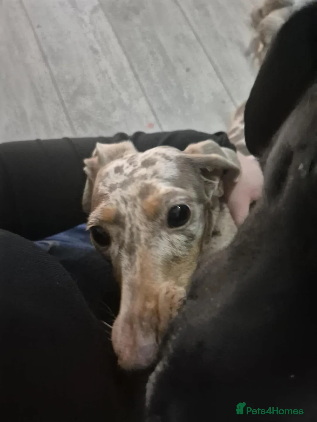 Miniature Dachshund dogs for sale: Maple - Advert 6