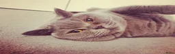 British Shorthair cats for sale: [House Cat] Quiet loving family home for Poppy  - Advert 11