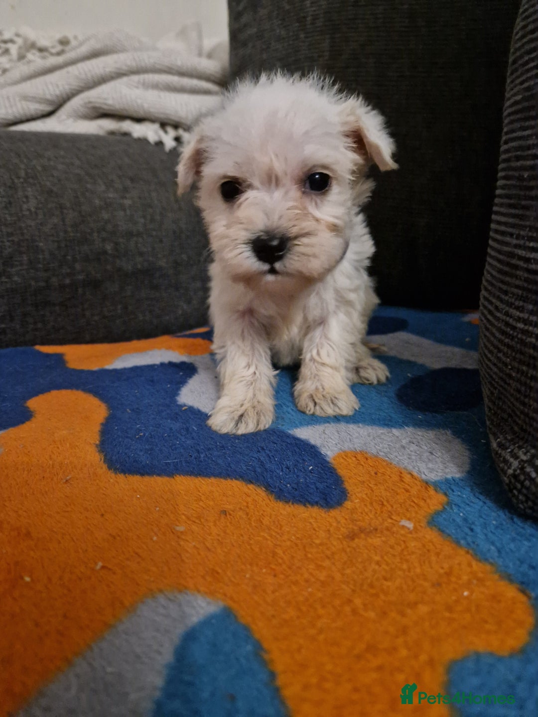 Miniature Schnauzer dogs for sale: Miniature schnauzer READY 21 DECEMBER  - Advert 12