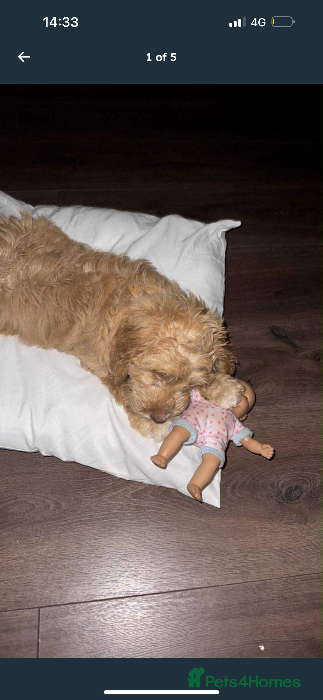 Cockapoo dogs for sale: 12 weeks old male cockapoo - Advert 2