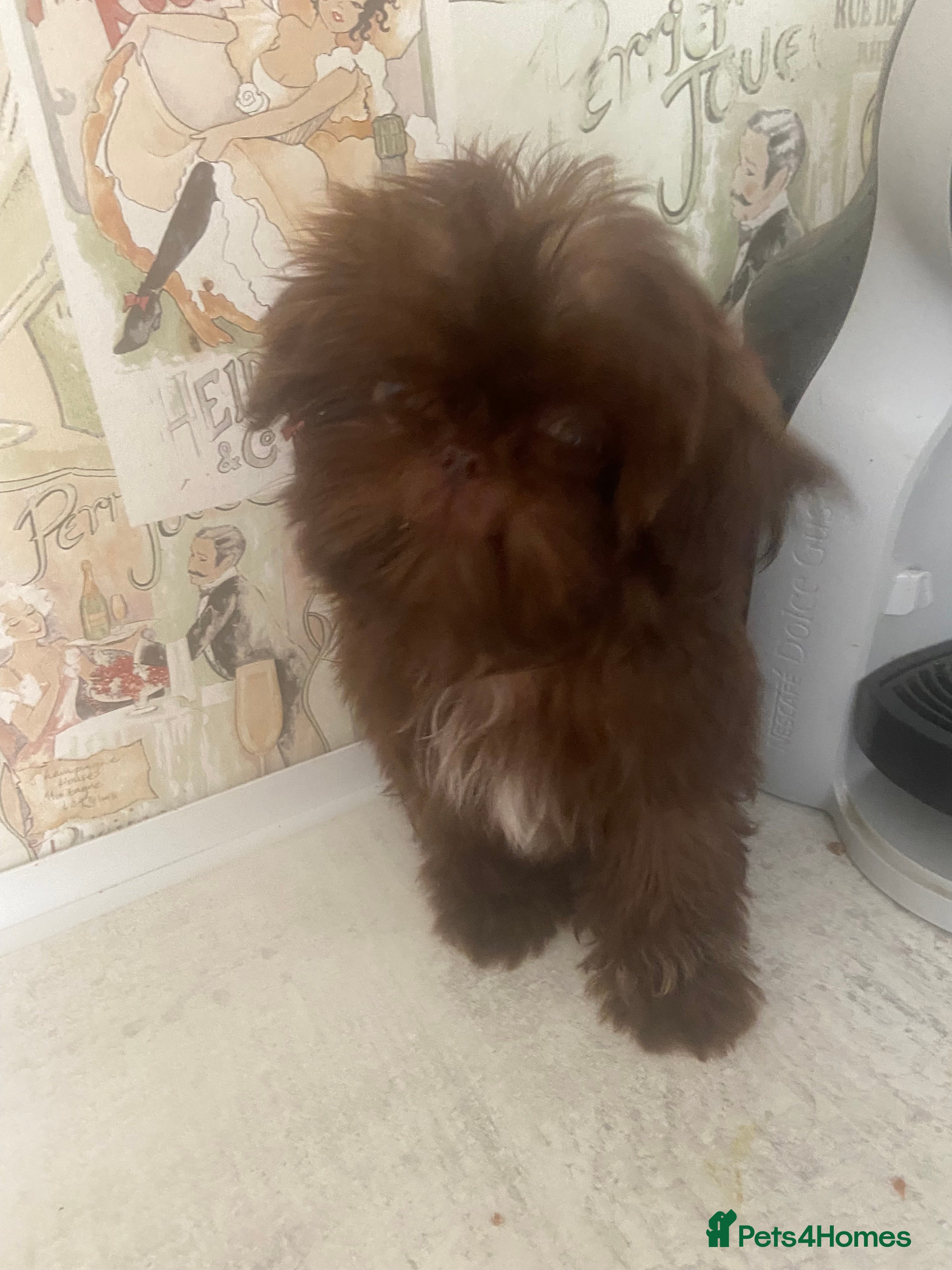 Shih Tzu dogs Beautiful imperial shihtzu boy pups - Advert 5