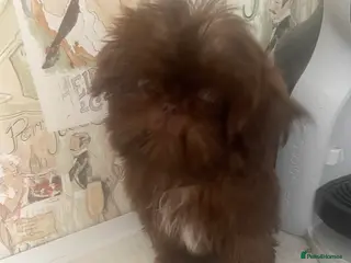 Shih Tzu dogs Beautiful imperial shihtzu boy pups - Advert 5