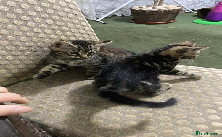 Domestic Shorthair cats - Advert 3