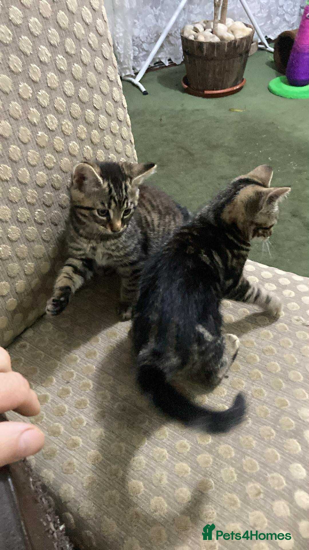 Domestic Shorthair cats for sale: Adorable little tigers 🐯☺️ - Image 1