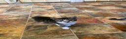 British Shorthair cats for sale: British Shorthair Kittens  - Advert 5
