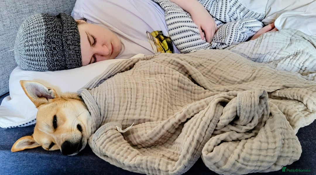 Mixed Breed dogs for adoption: ❤️ Lolly❤️- 1.5-year-old small gentle girl  - Advert 13