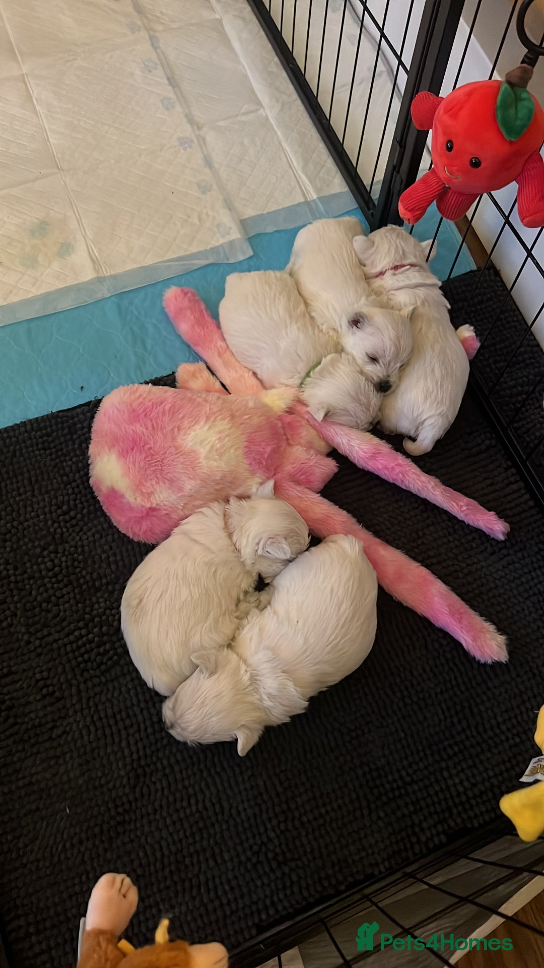 West Highland Terrier dogs for sale: !!CHAMPION LINES!! West highland terriers  - Image 5