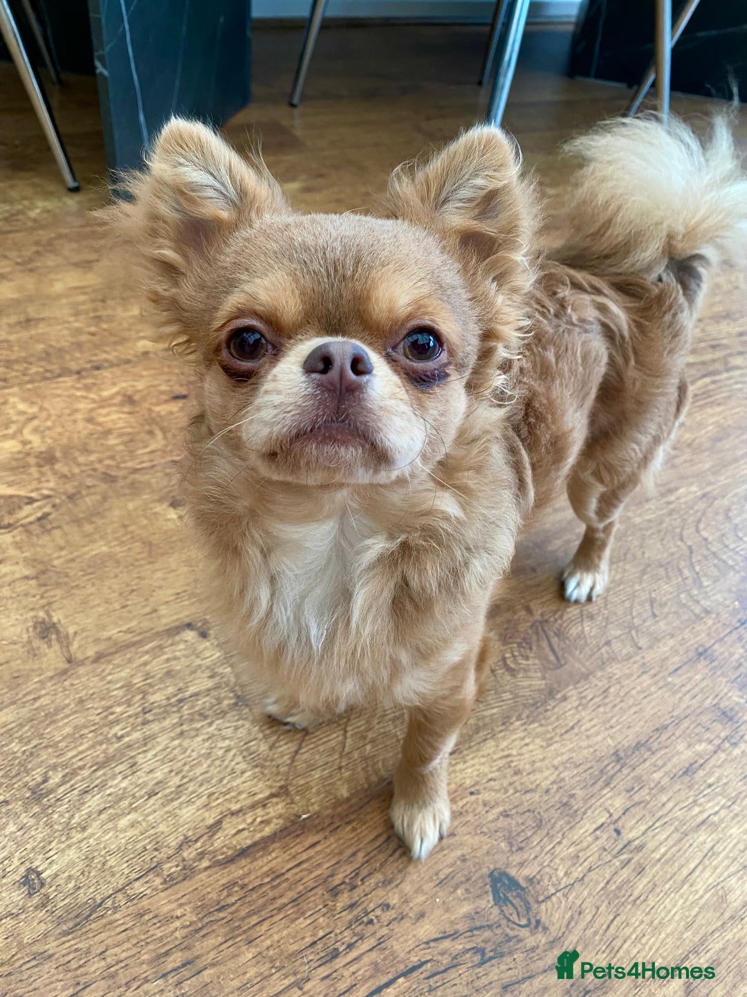 Chihuahua dogs for sale: Gorgeous KC boy for sale 😍 - Advert 4