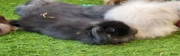 Mini Lion Lop rabbits for sale: Stunning Mini Lion Lops - READY SATURDAY - Advert 26