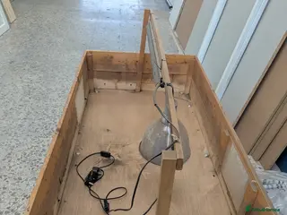 Hermann Tortoise reptiles Tortoise setup for sale 152cm x85cm width - Advert 16