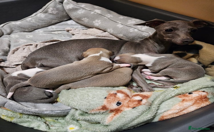 Italian Greyhound dogs - Advert 1