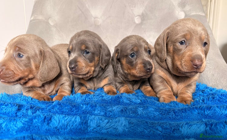 Miniature Dachshund dogs - Advert 8