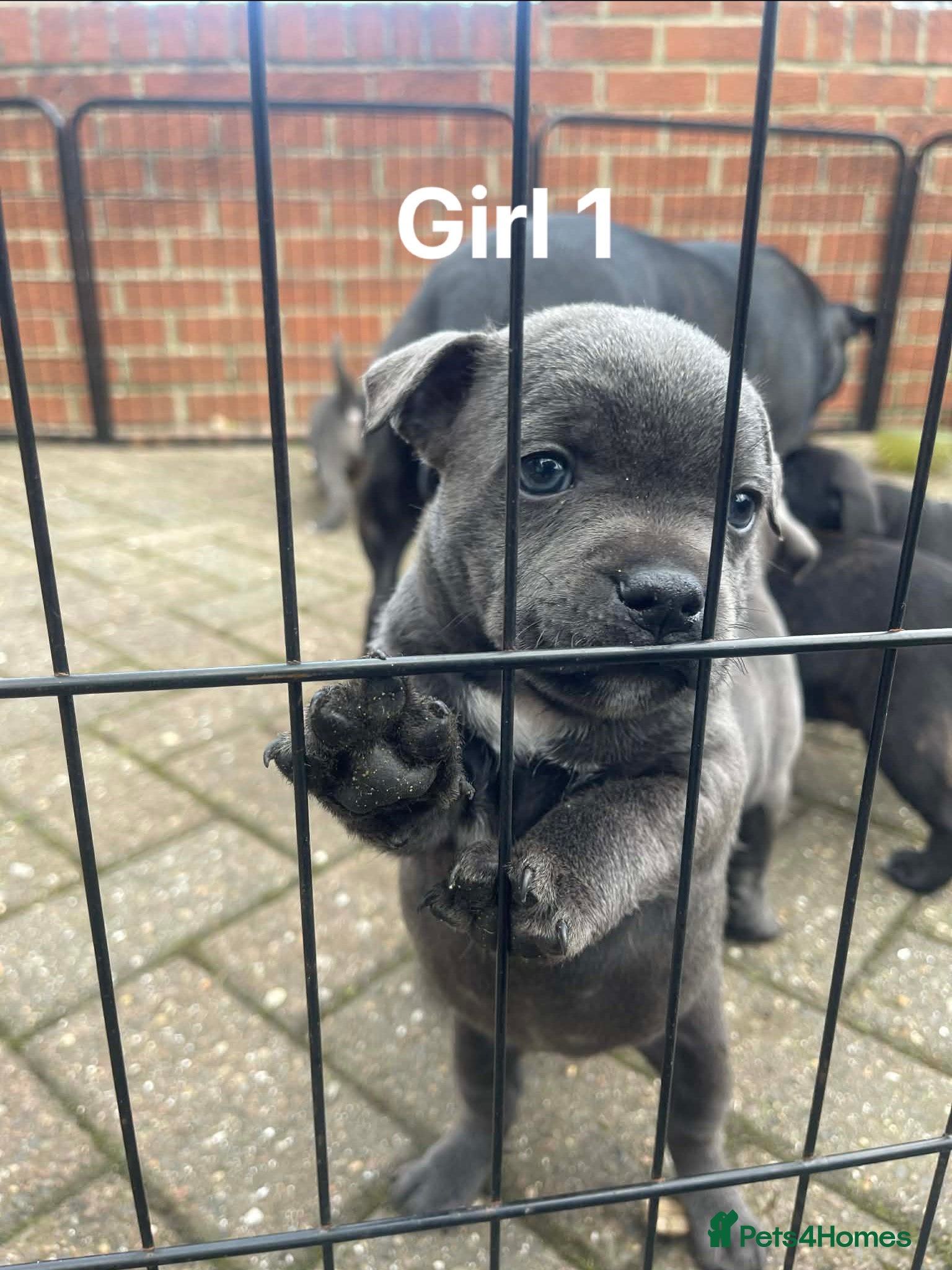 Staffordshire Bull Terrier dogs Blue/Black Staffordshire Bull Terrier Puppies - Advert 6