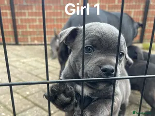 Staffordshire Bull Terrier dogs Blue/Black Staffordshire Bull Terrier Puppies - Advert 6