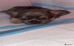 French Bulldog dogs for sale: Quality 5star🌟full visual fluffy French bulldogs  - Image 31