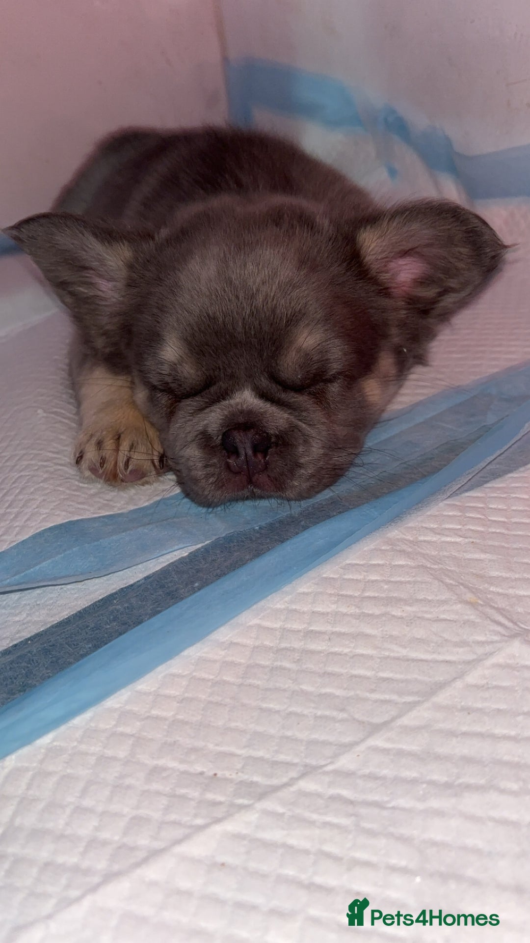 French Bulldog dogs for sale: Quality 5star🌟full visual fluffy French bulldogs  - Image 31