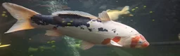 Koi Carp fish for sale: Large Koi Carp for Sale – Approx. 20"  - Advert 3