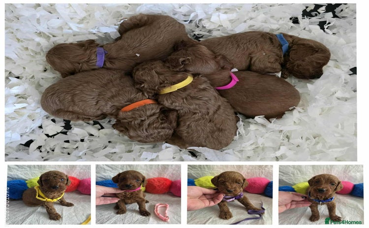 Goldendoodle dogs - Advert 6