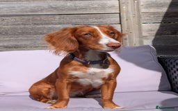 Cocker Spaniel dogs for sale: Working Cocker Spaniel 7 Months Old - Image 11