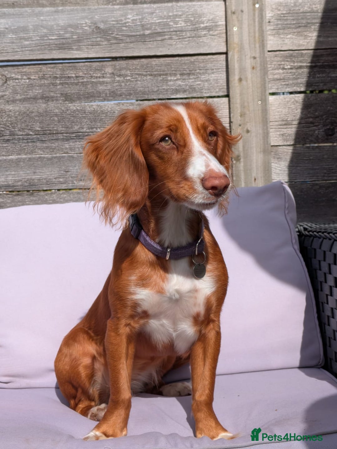 Cocker Spaniel dogs for sale: Working Cocker Spaniel 7 Months Old - Image 11