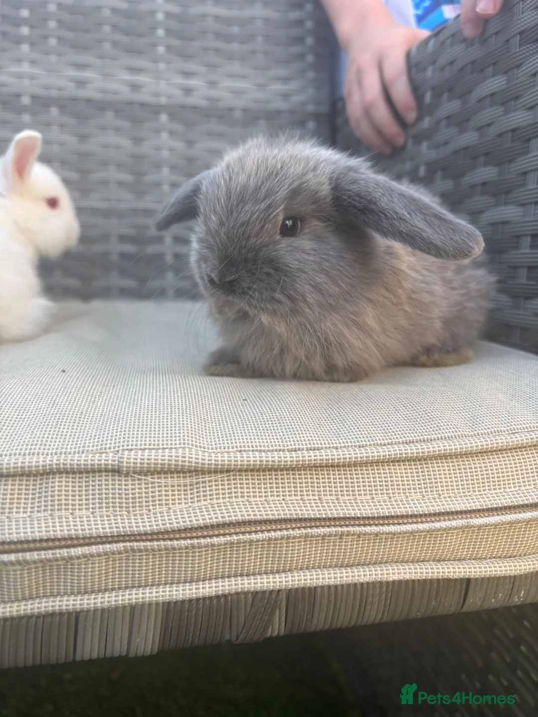 Mini Lop rabbits for sale: Two minilop bunnies for sale in Manchester - Advert 7