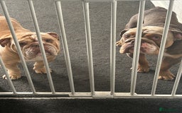 English Bulldog dogs for sale: My boy hugo - Image 2