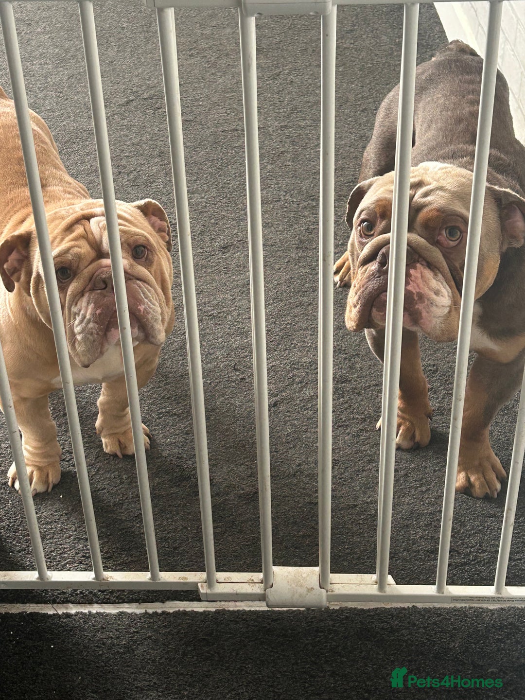 English Bulldog dogs for sale: My boy hugo - Image 2