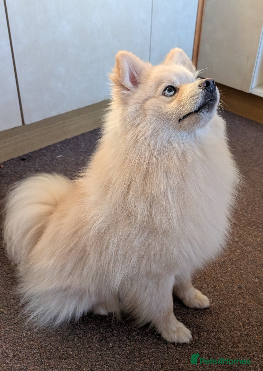 Pomsky dogs for sale: Pomsky looking for new home - Image 4