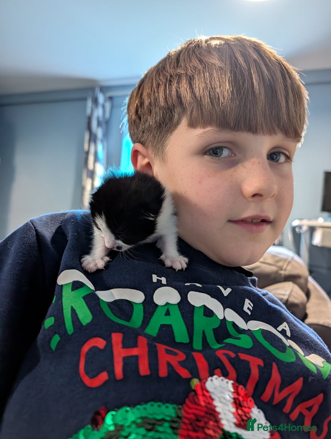 Domestic Shorthair cats for sale: Cute little black and white kitten - Advert 7