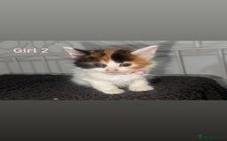 Mixed Breed cats for sale: Semi-longer hair calico  - Image 1