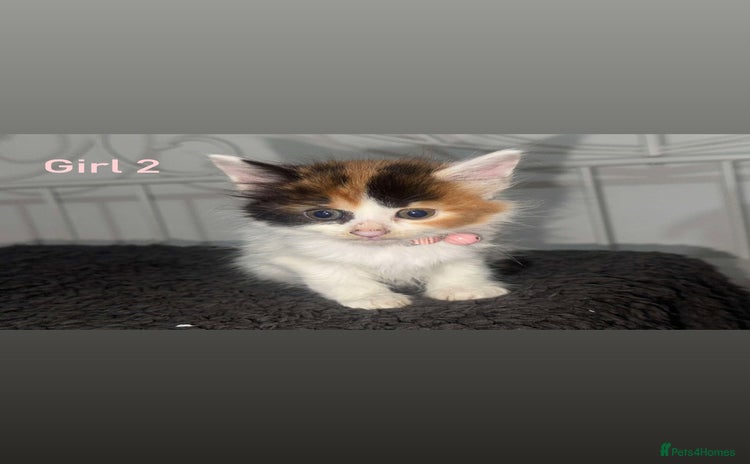 Mixed Breed cats - Advert 6