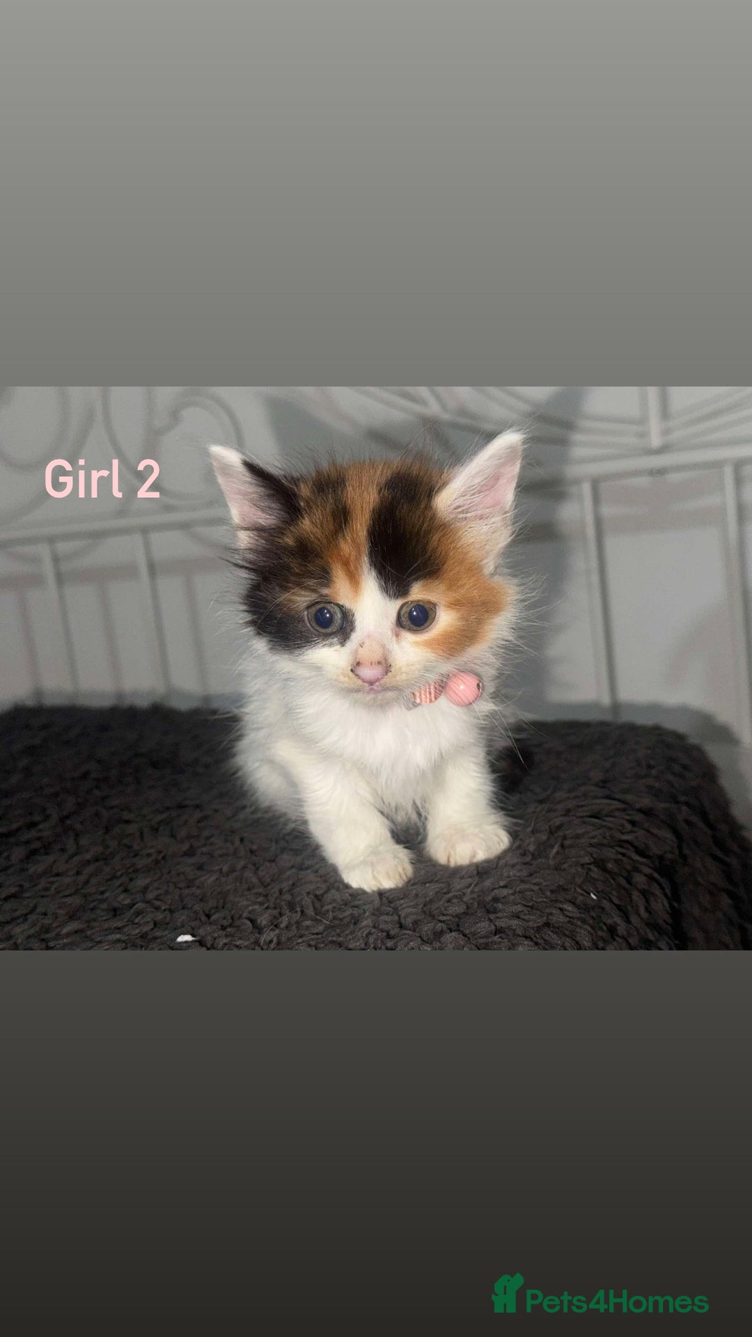 Mixed Breed cats for sale: Semi-longer hair calico  - Image 1
