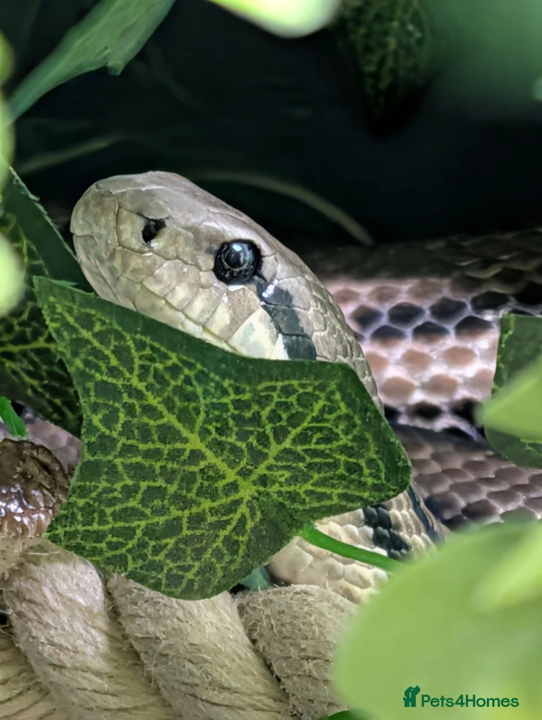 Rat Snake reptiles for sale: Rarely Seen European 4 lined  - Advert 2
