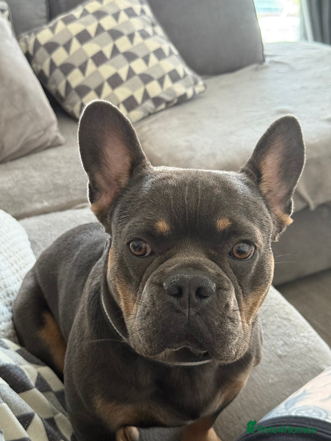 French Bulldog dogs for sale: Male frenchbull - Advert 2