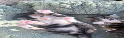 Mixed Breed cats for sale: 3 Lovely kittens  in Walsall - Advert 12