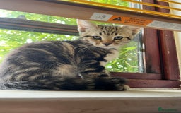 Maine Coon cats for sale: Adorable Kittens - Image 20