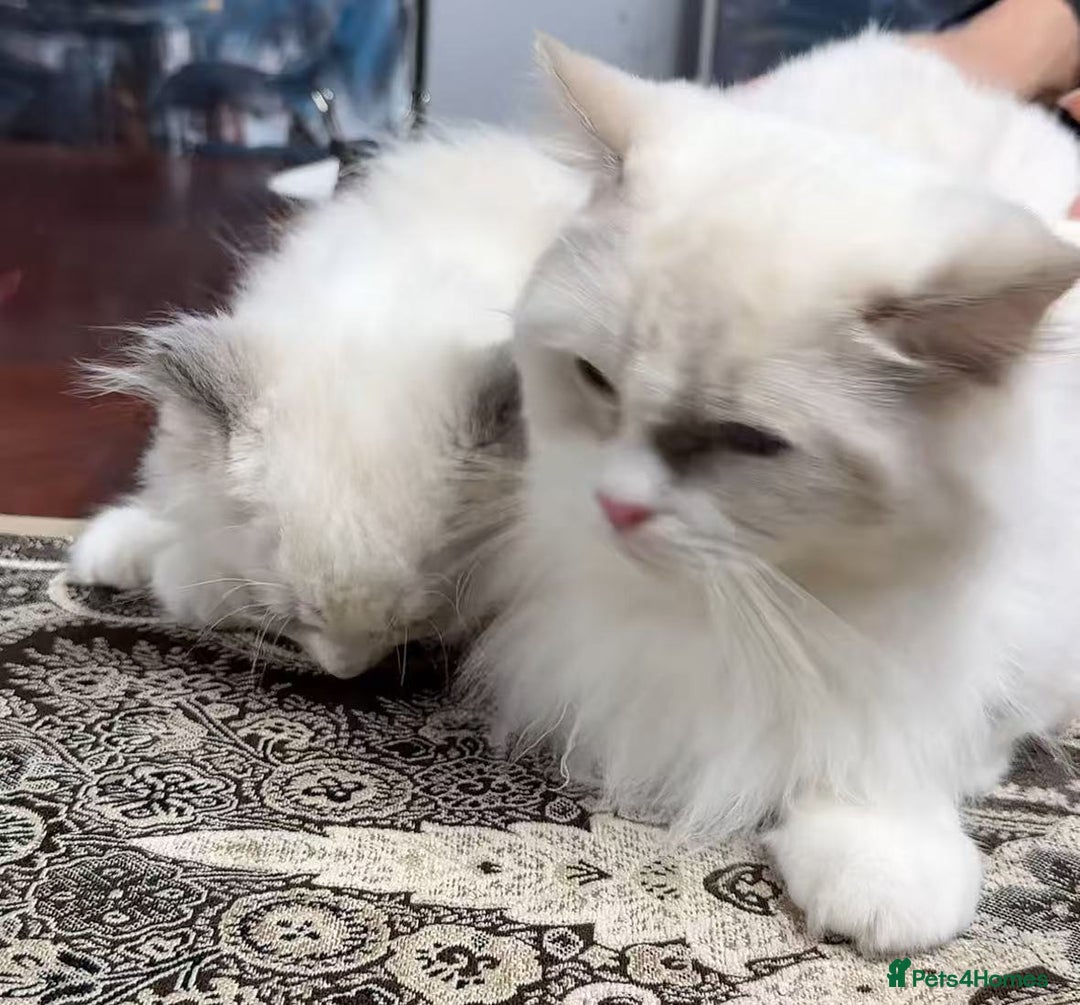 Ragdoll cats for sale: One Ragdoll kitten - Advert 4