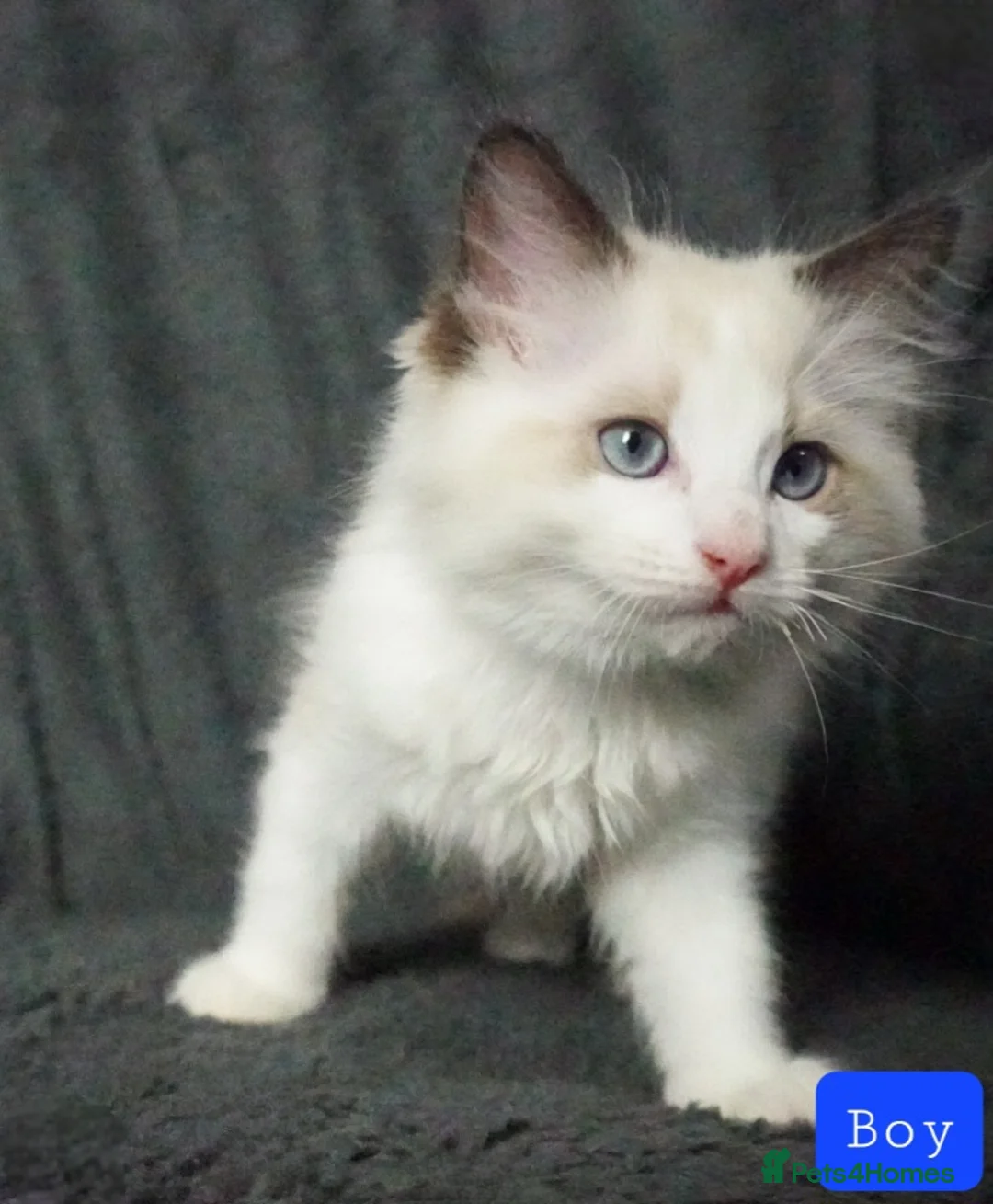 Ragdoll cats for sale: Ragdoll Boy Looking for Loving Home. - Advert 6
