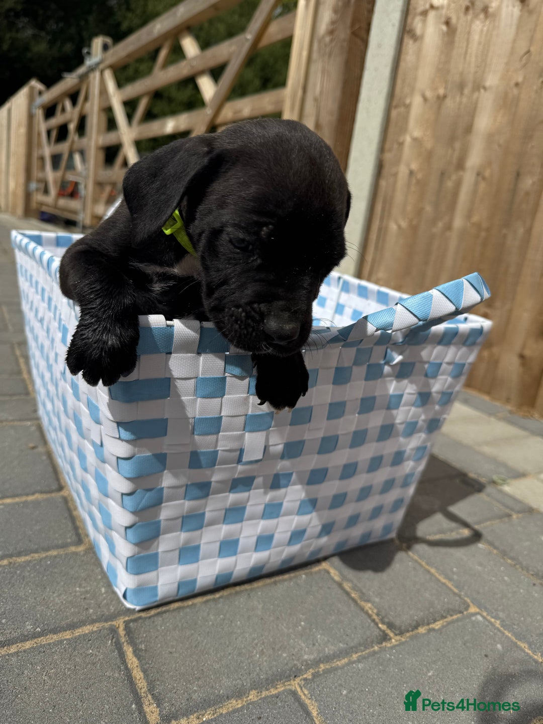 Cane Corso dogs for sale: Last 2 cane corso for sale - Image 4