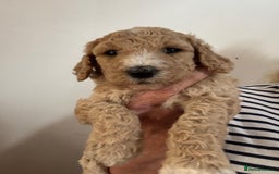 Standard Poodle dogs for sale: Beautiful pure bred Standard Poodle Puppies.  - Image 1