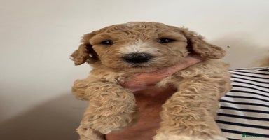 Standard Poodle dogs - Advert 8