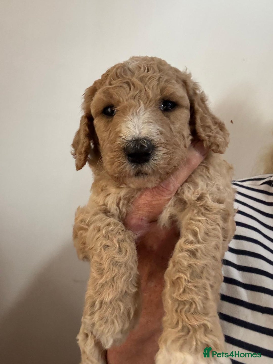 Standard Poodle dogs for sale: Beautiful pure bred Standard Poodle Puppies.  - Image 1