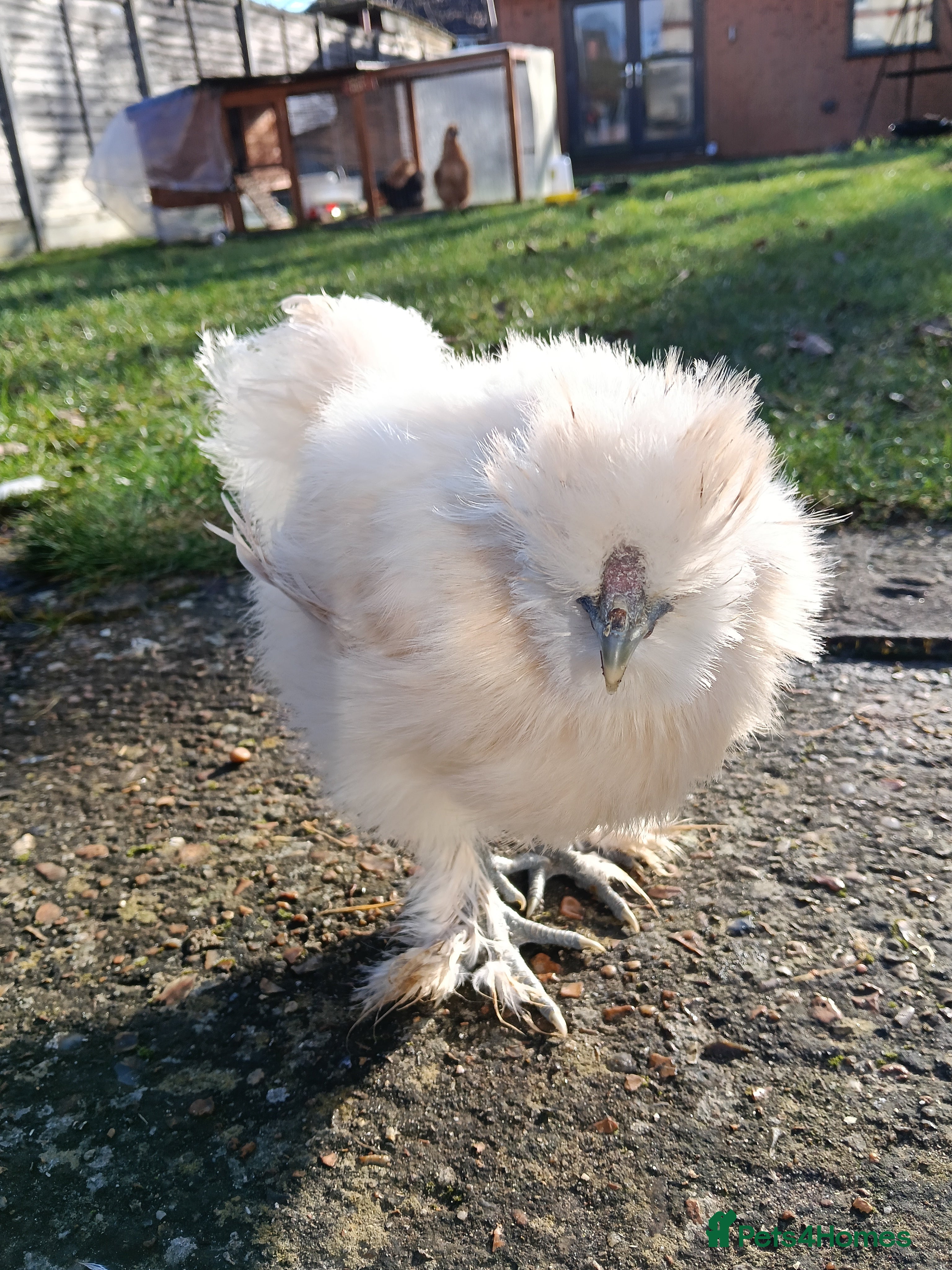 Chickens poultry Silkie chicken - Advert 2