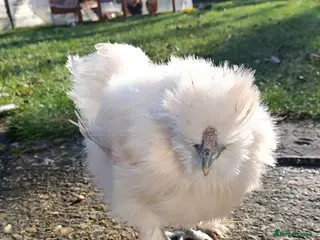 Chickens poultry Silkie chicken - Advert 2